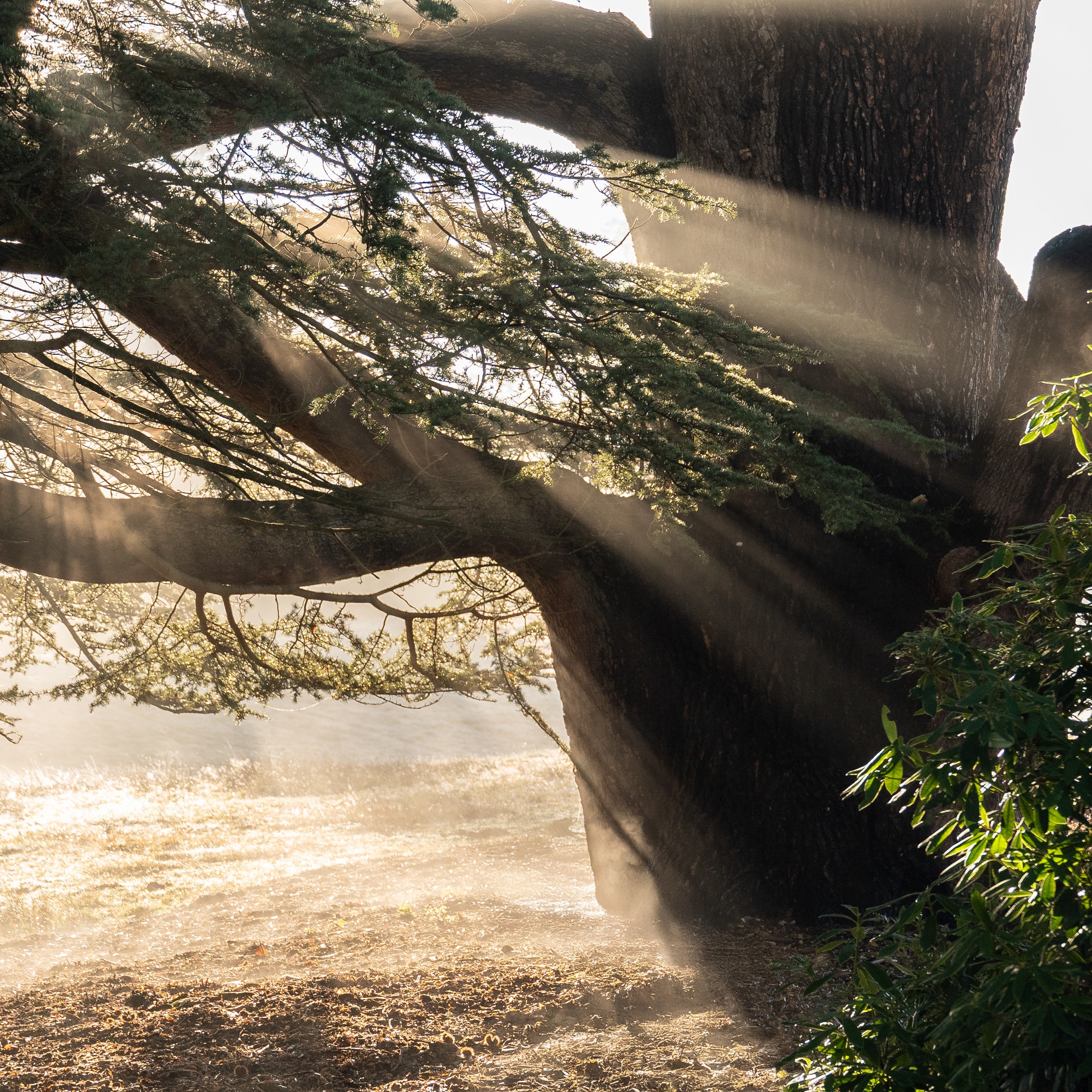 Heckfield X Sapling Spirits Woodland Walk (1)