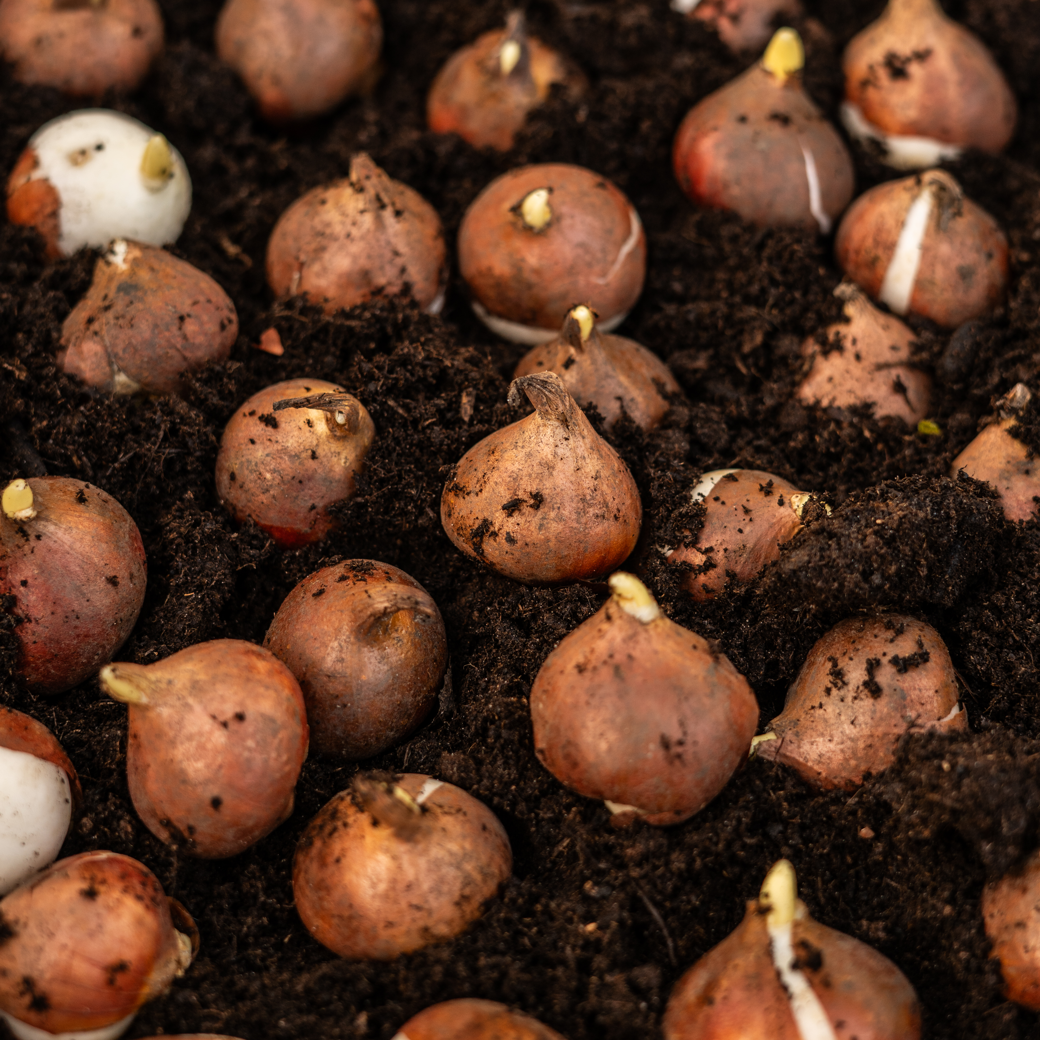 BULB PLANTING