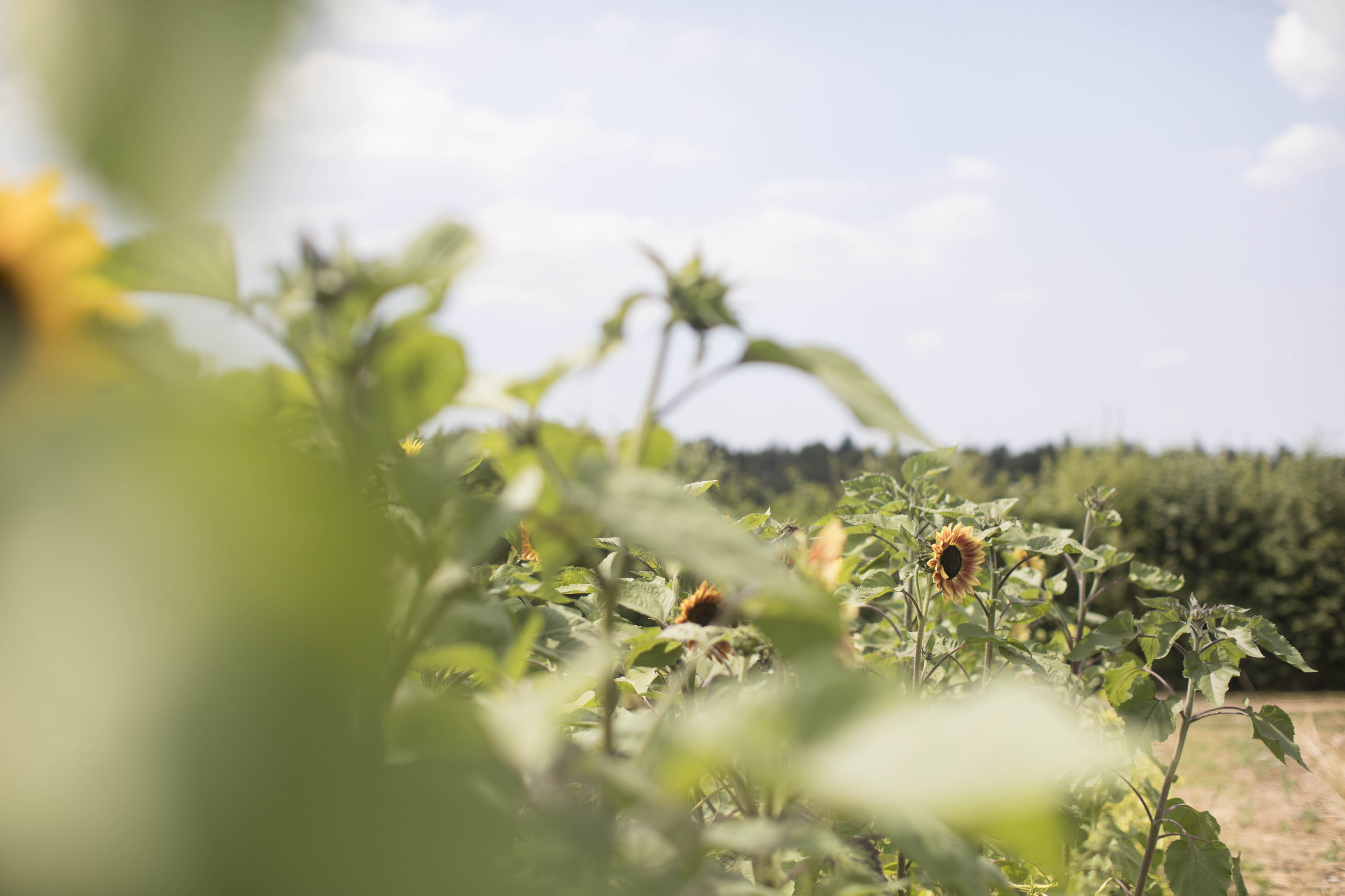 Farm Supper Sunflowers