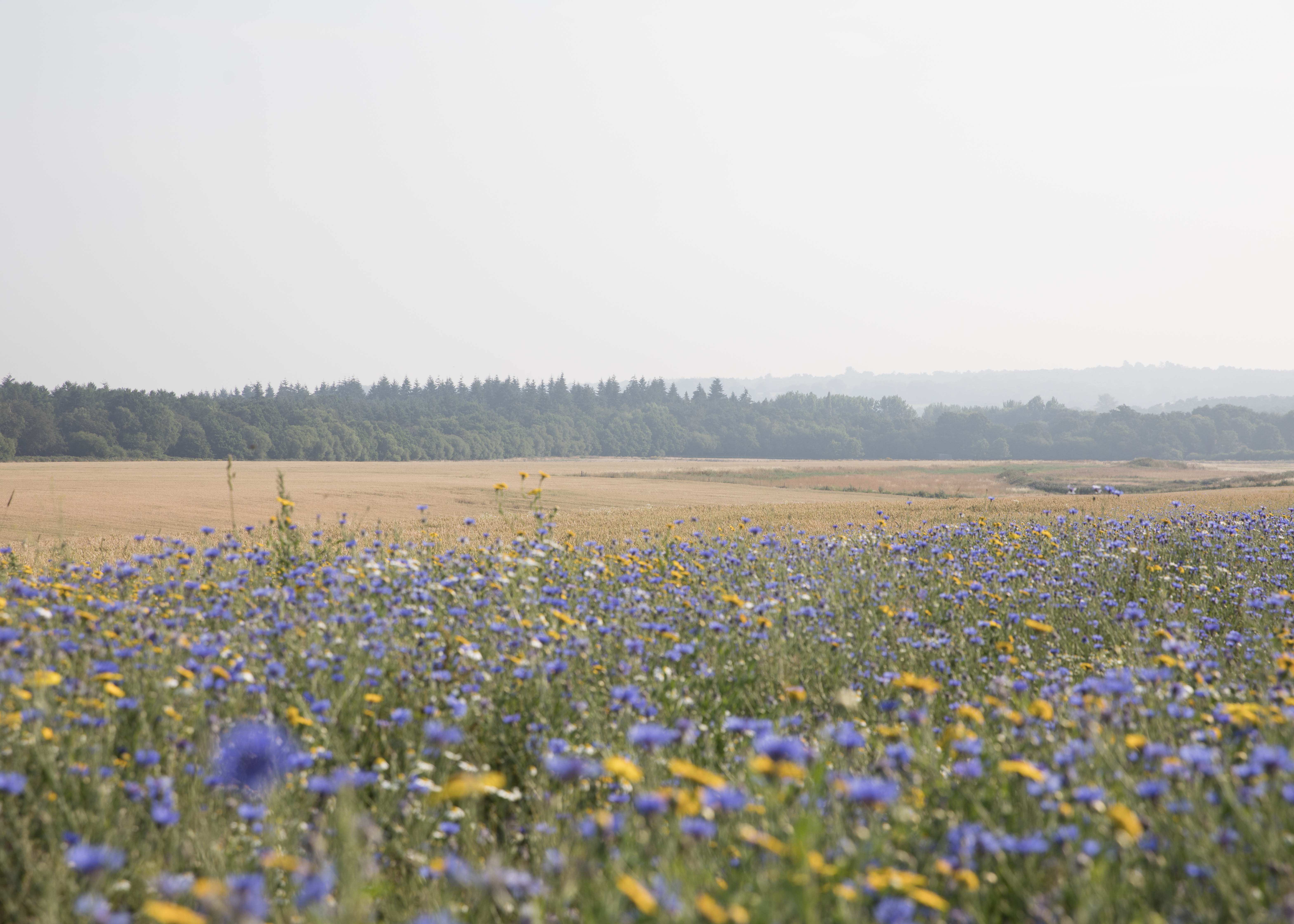 Wildflowers