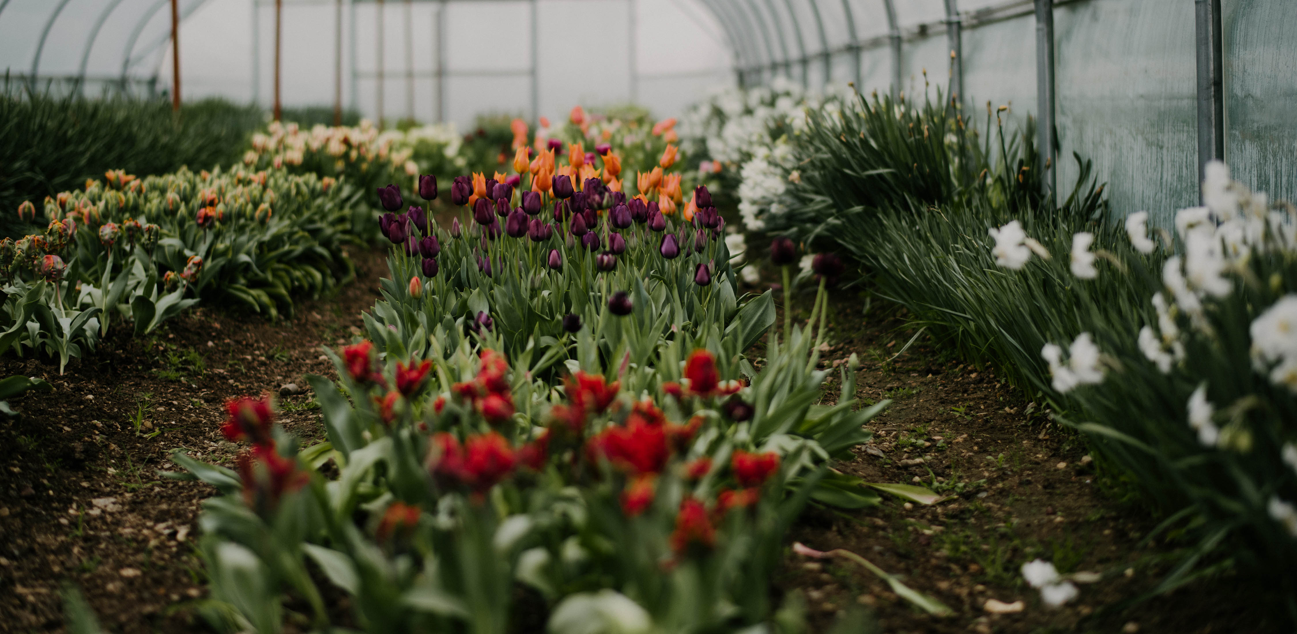 Flowers In Poly Tunnel (1)