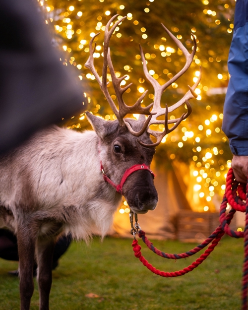 Hp Raindeer Rope