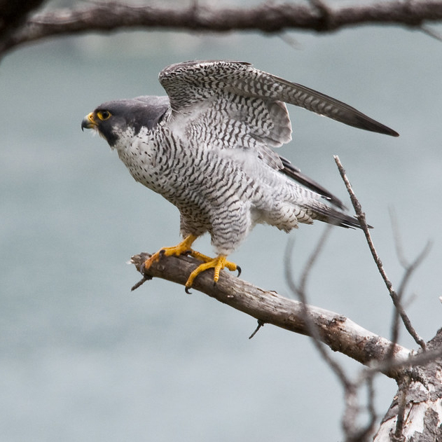 Falconry