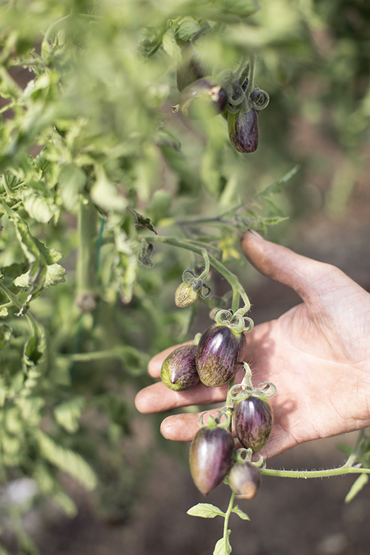 Tomatoes at the Market Garden