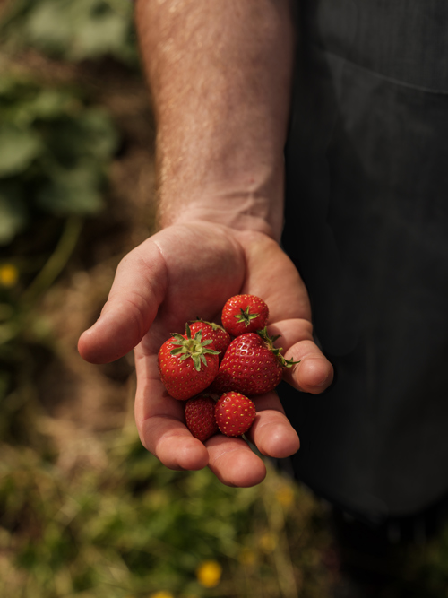 HP Farm To Table 4