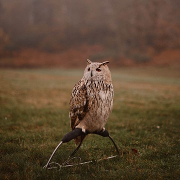 Falconry (2)