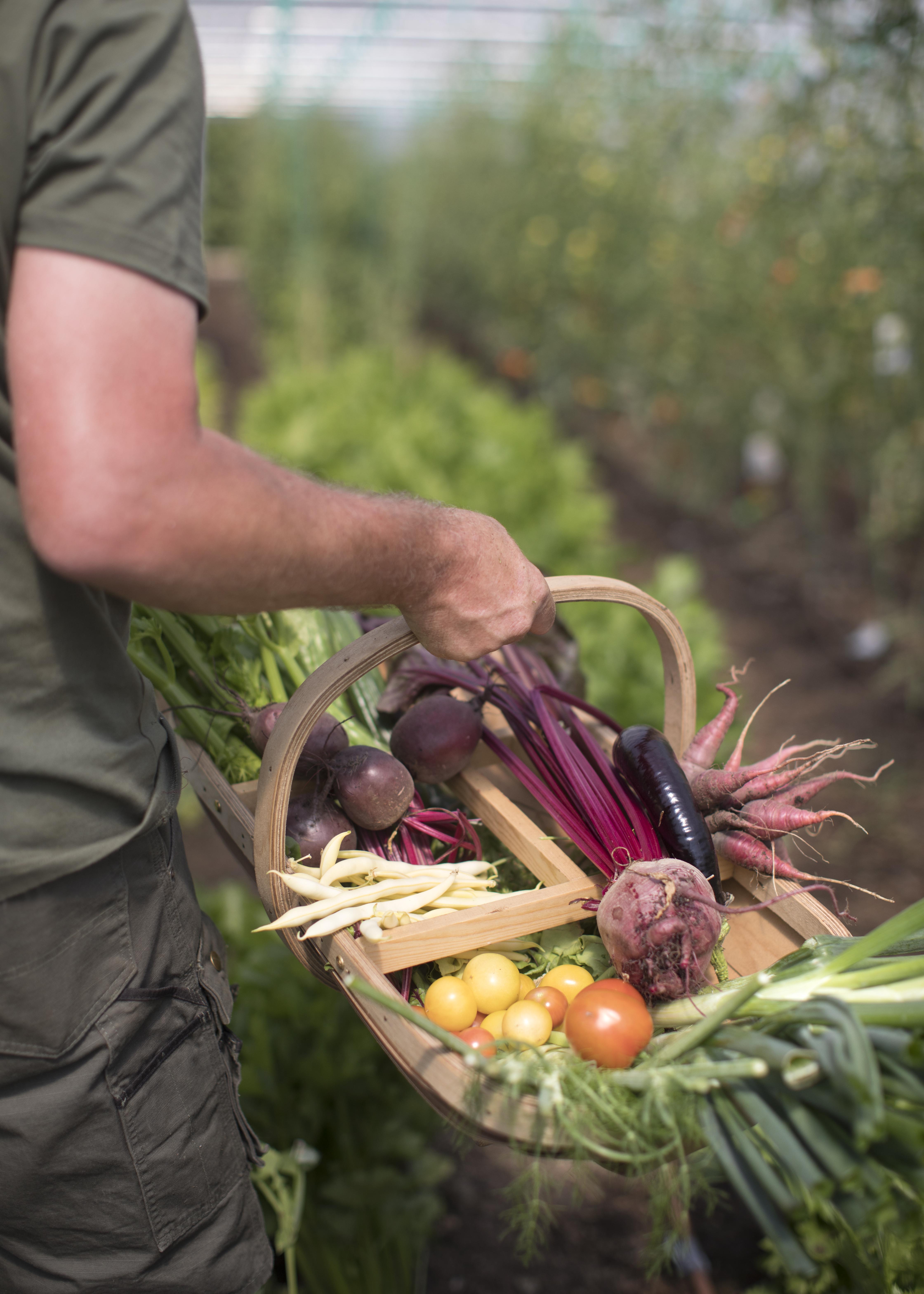 HP Market Garden 7 (3)