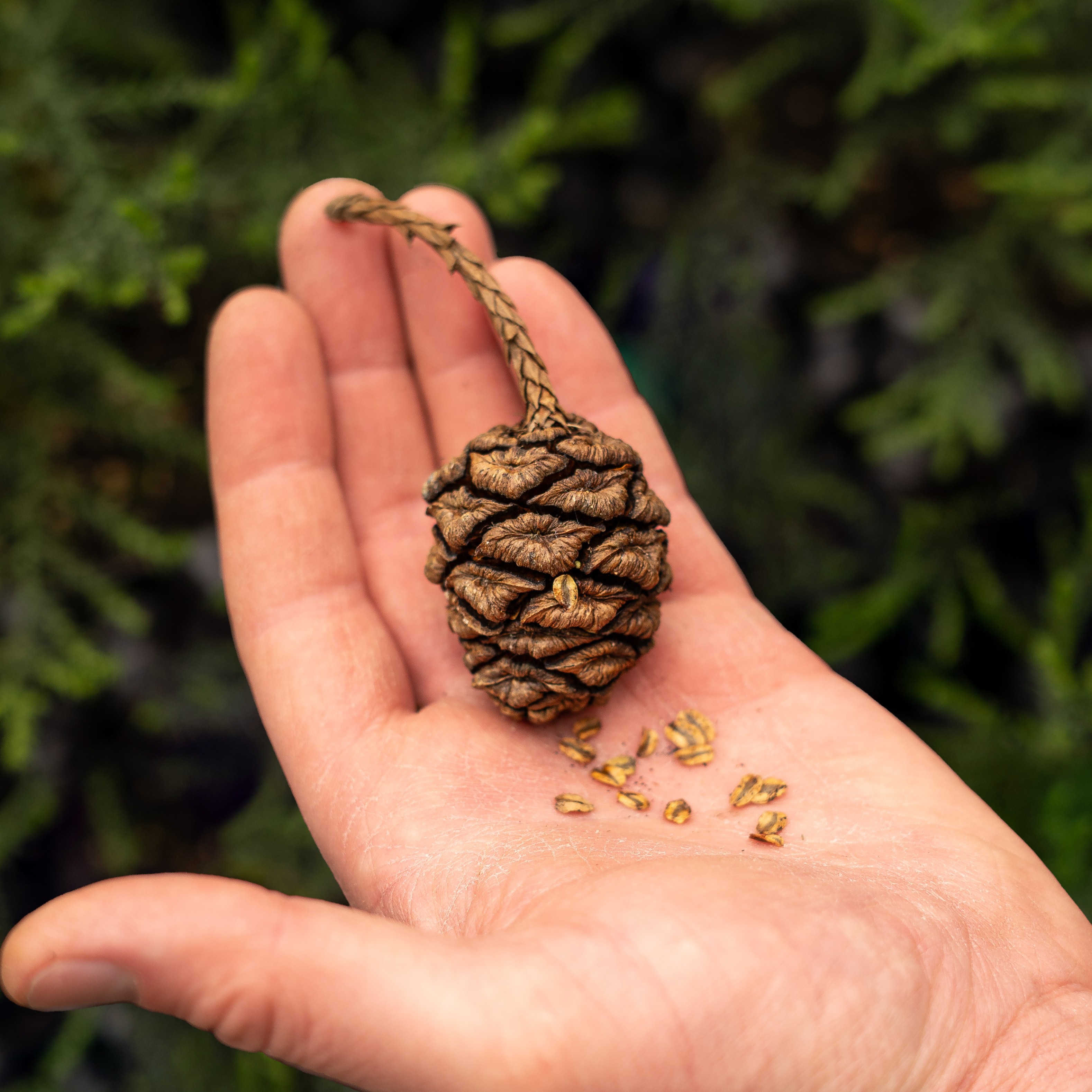 Heckfield X Sapling Spirits Tree Planting