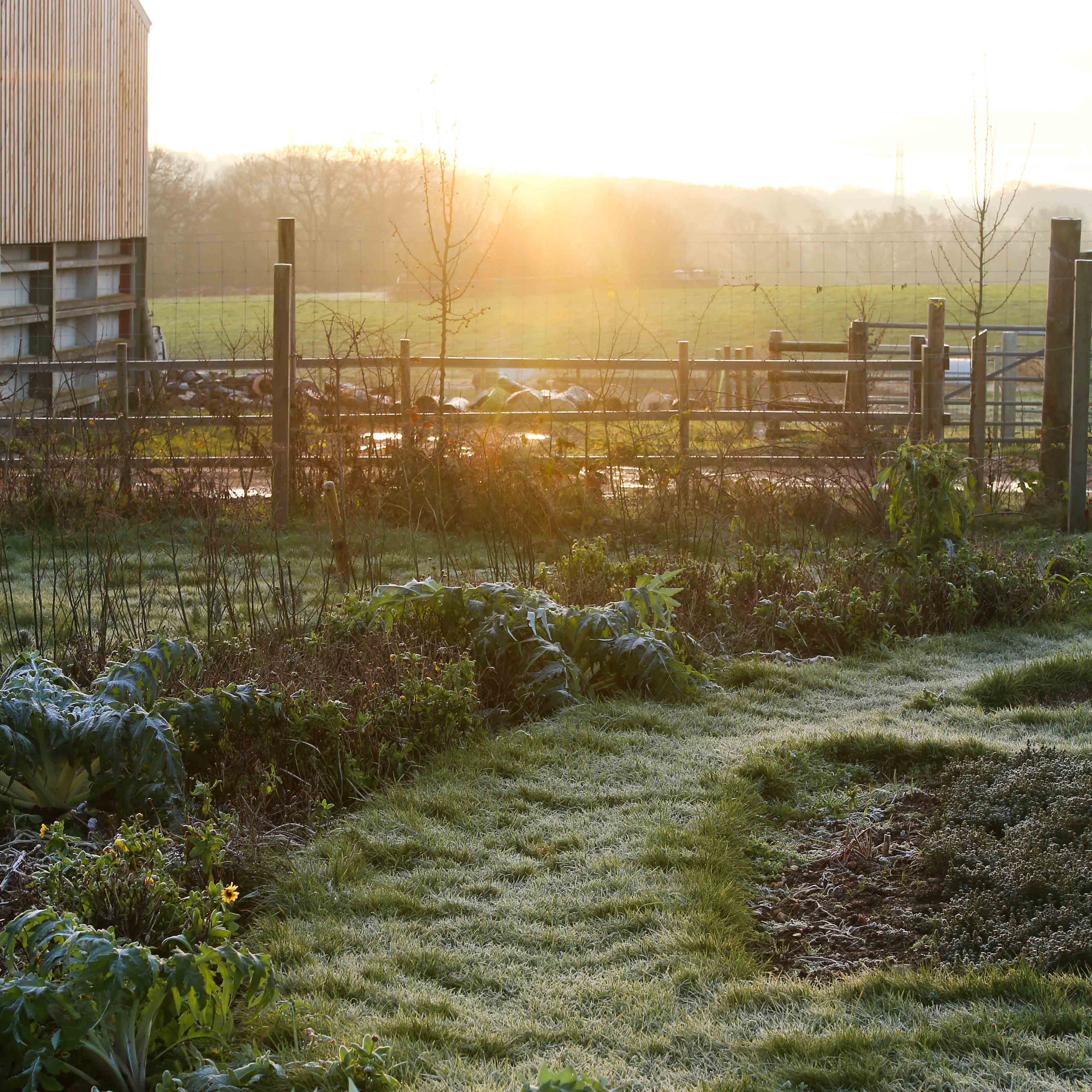 HP Market Garden 15 (4)