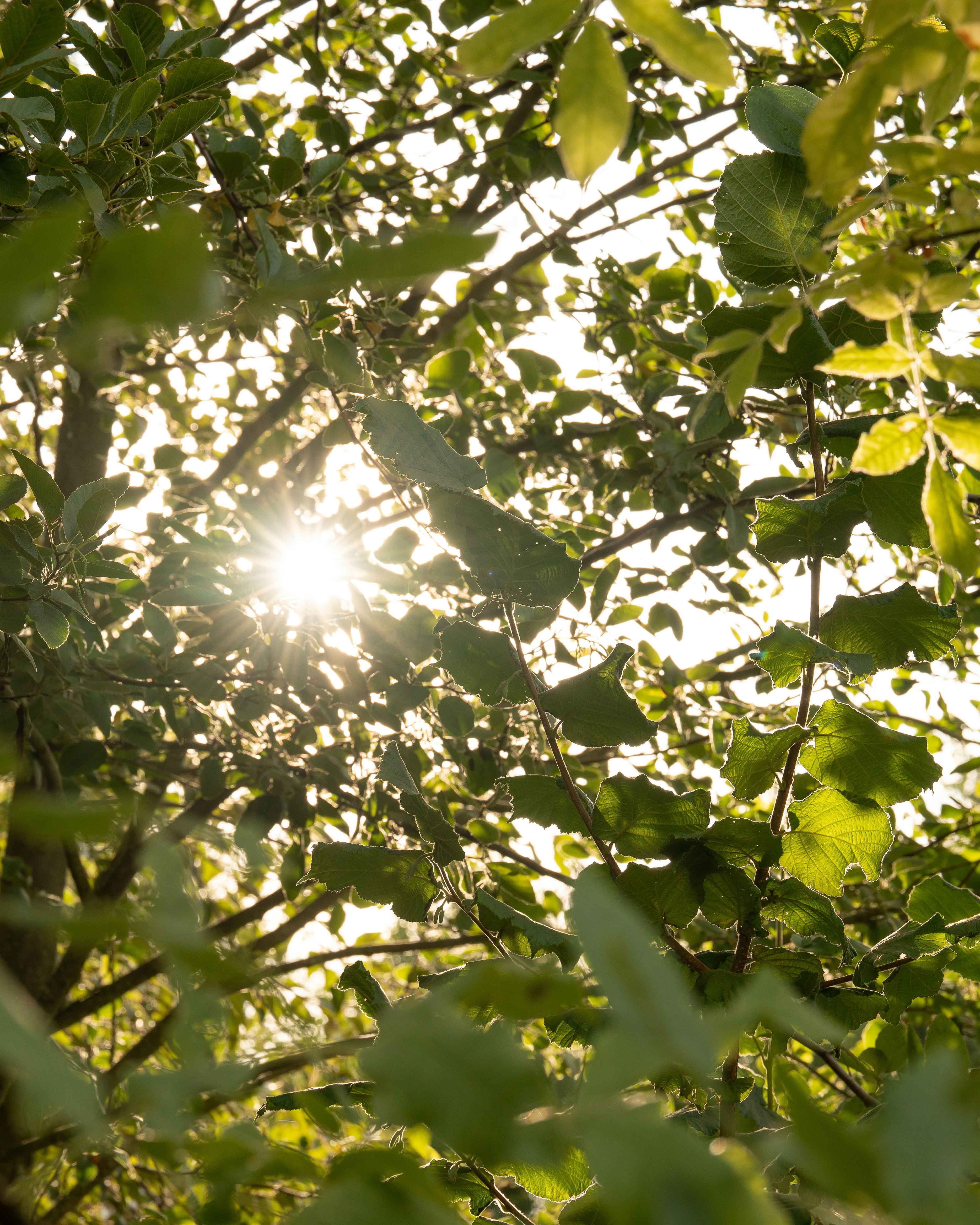 Wildsmithtree