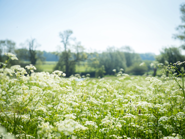 Spring Over the Estate