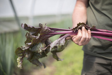 Market Garden at Home Farm