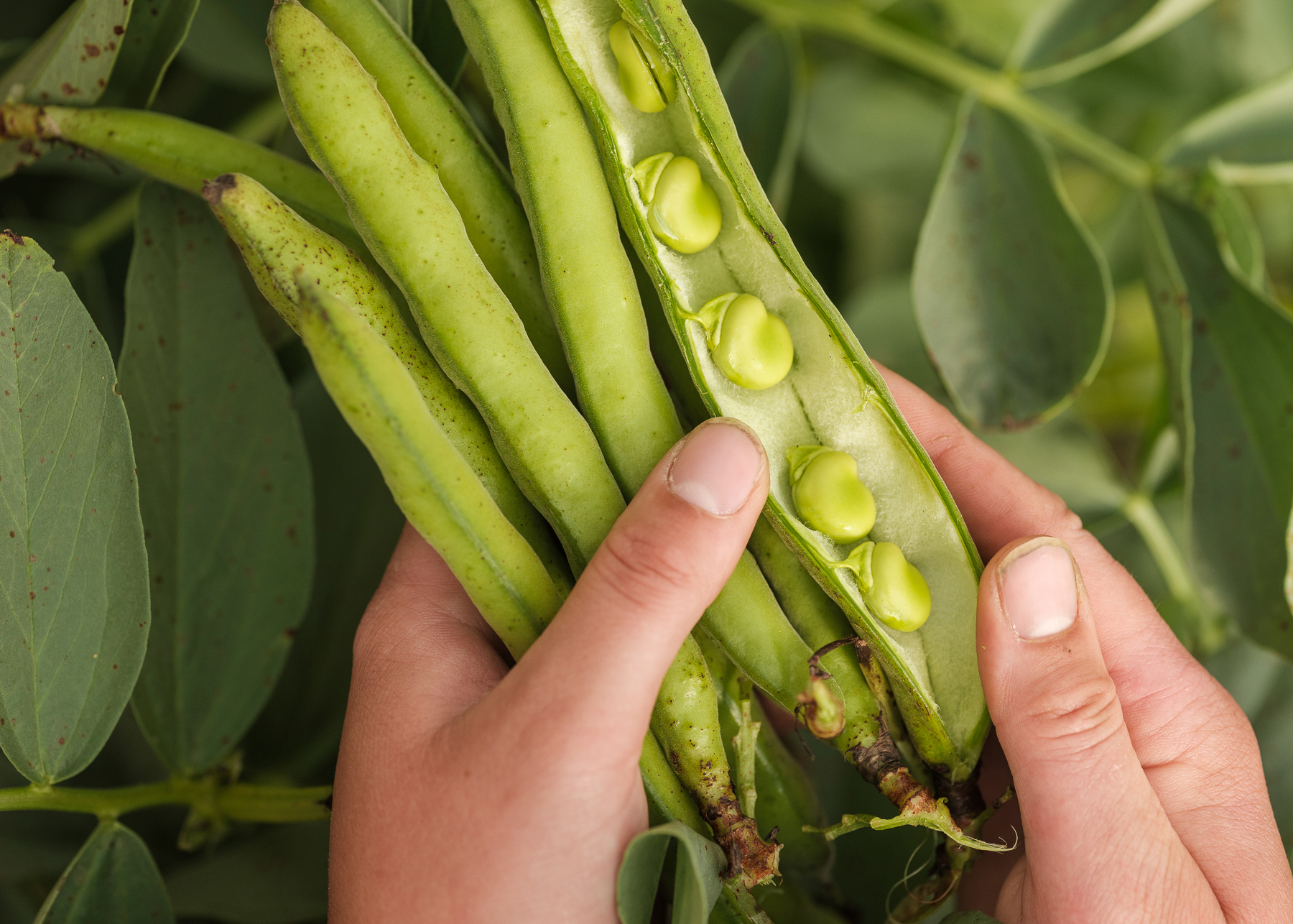 Broad Beans