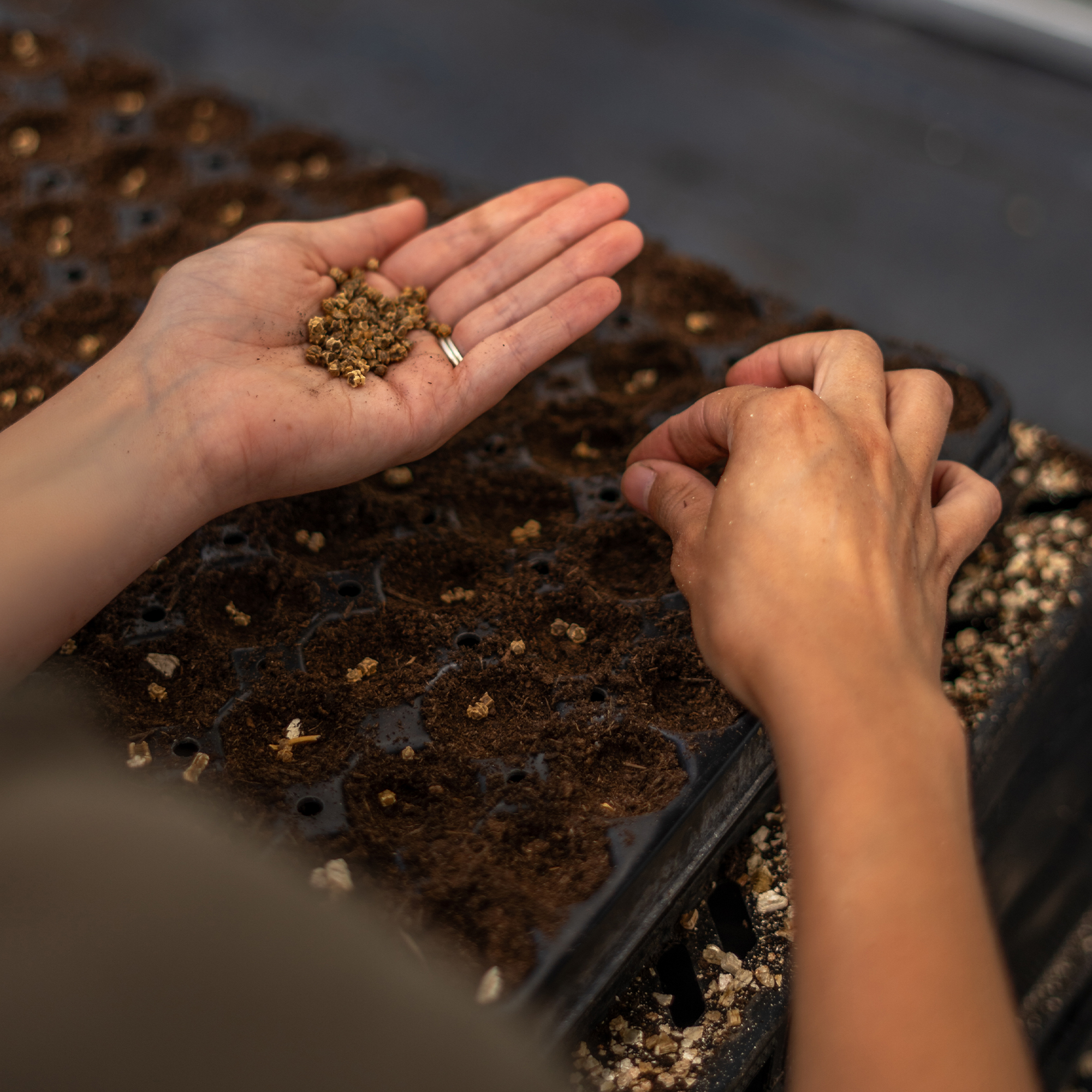 SEED SOWING