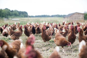 Chickens at Home Farm