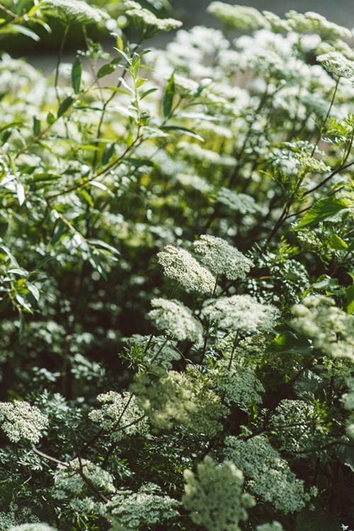 Flowers1